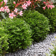 Lonicera nitida Garden Clouds® Green Storm 'Grln01'