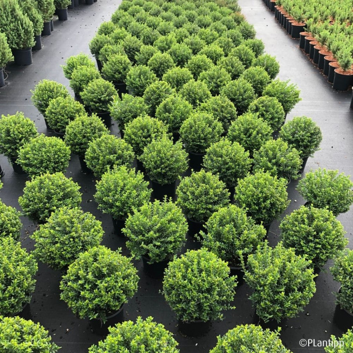 Lonicera nitida Garden Clouds® Green Storm 'Grln01'