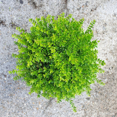Lonicera nitida Garden Clouds® Green Storm 'Grln01'