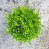 Lonicera nitida Garden Clouds® Green Storm 'Grln01'