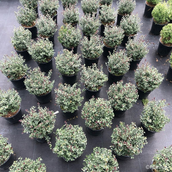 Lonicera nitida Garden Clouds® Purple Storm 'Grln02