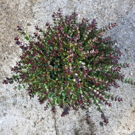 Lonicera nitida Garden Clouds® Purple Storm 'Grln02