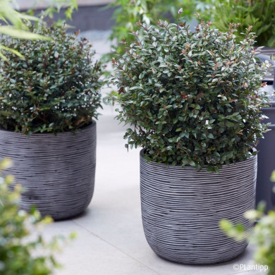 Lonicera nitida Garden Clouds® Purple Storm 'Grln02
