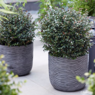 Lonicera nitida Garden Clouds® Purple Storm 'Grln02