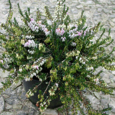 Erica carnea 'Springwood Pink'