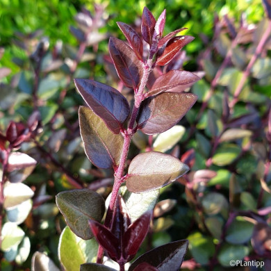 Lonicera nitida Garden Clouds® Purple Storm 'Grln02