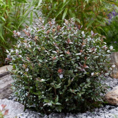 Lonicera nitida Garden Clouds® Purple Storm 'Grln02