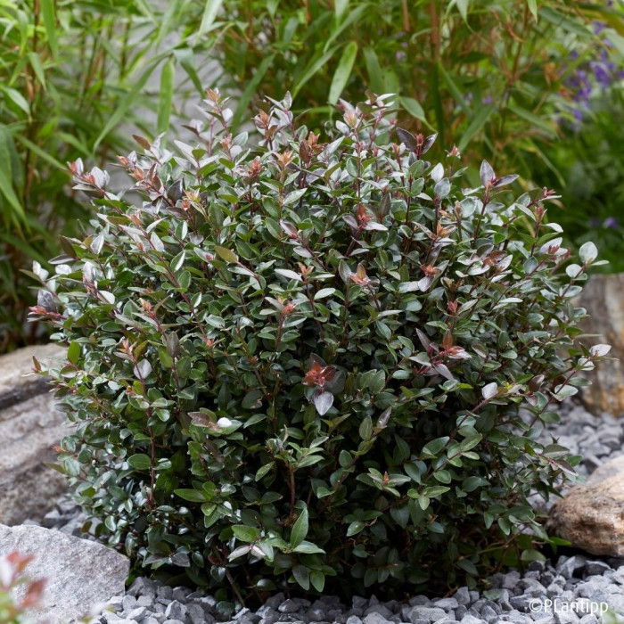Lonicera nitida Garden Clouds® Purple Storm 'Grln02