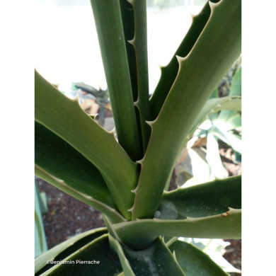 Aloe bainesii