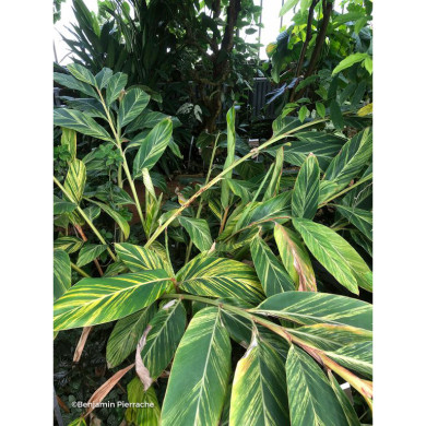 Alpinia zerumbet 'Variegata'