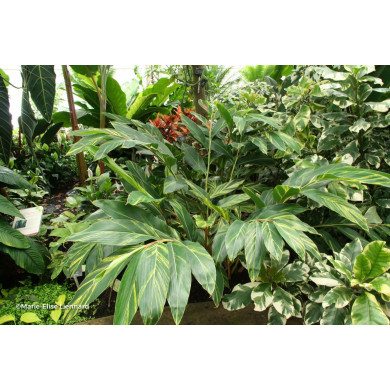 Alpinia zerumbet 'Variegata'