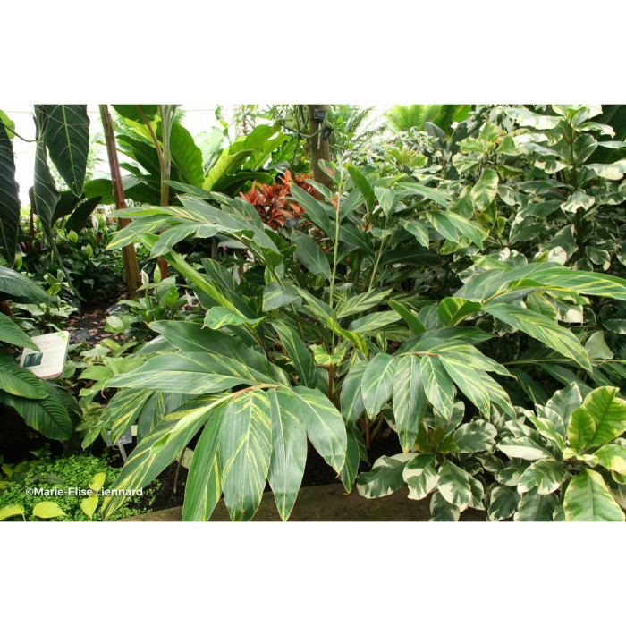 Alpinia zerumbet 'Variegata'