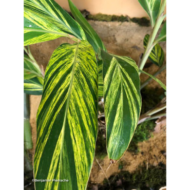 Alpinia zerumbet 'Variegata'