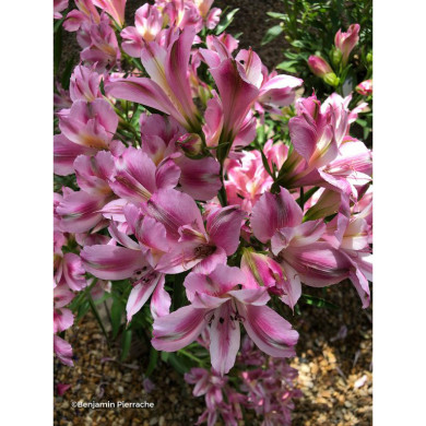 Alstroemeria 'Emilie®'