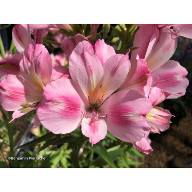 Alstroemeria 'Emilie®'