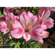 Alstroemeria 'Emilie®'