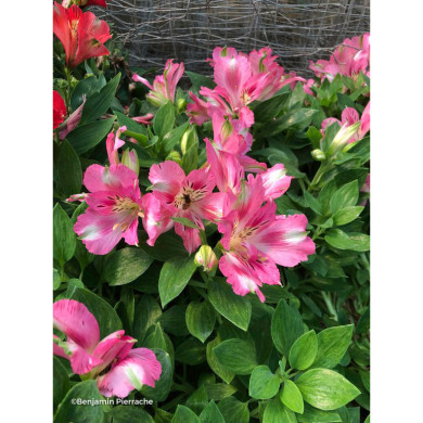 Alstroemeria 'Rosie' (PITCHOUNES series )