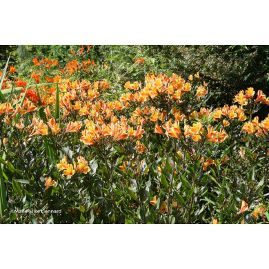 Alstroemeria 'Teshunte' SUMMER BREEZE
