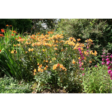 Alstroemeria 'Teshunte' SUMMER BREEZE