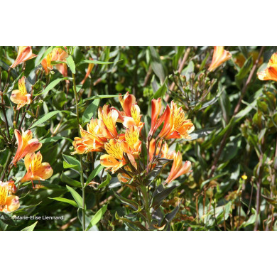 Alstroemeria 'Teshunte' SUMMER BREEZE