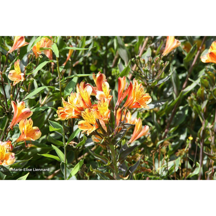 Alstroemeria 'Teshunte' SUMMER BREEZE