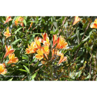 Alstroemeria 'Teshunte' SUMMER BREEZE