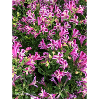 Alstroemeria 'Valentine®'