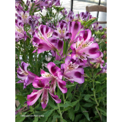 Alstroemeria 'Valentine®'