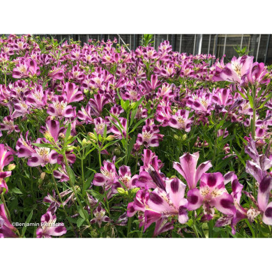Alstroemeria 'Valentine®'