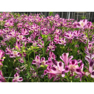 Alstroemeria 'Valentine®'