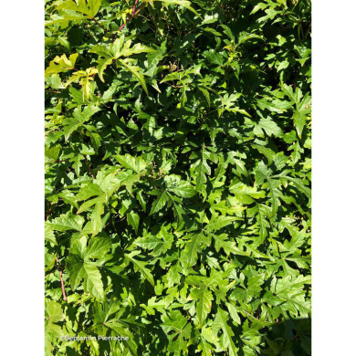 Ampelopsis aconitifolia