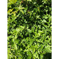 Ampelopsis aconitifolia