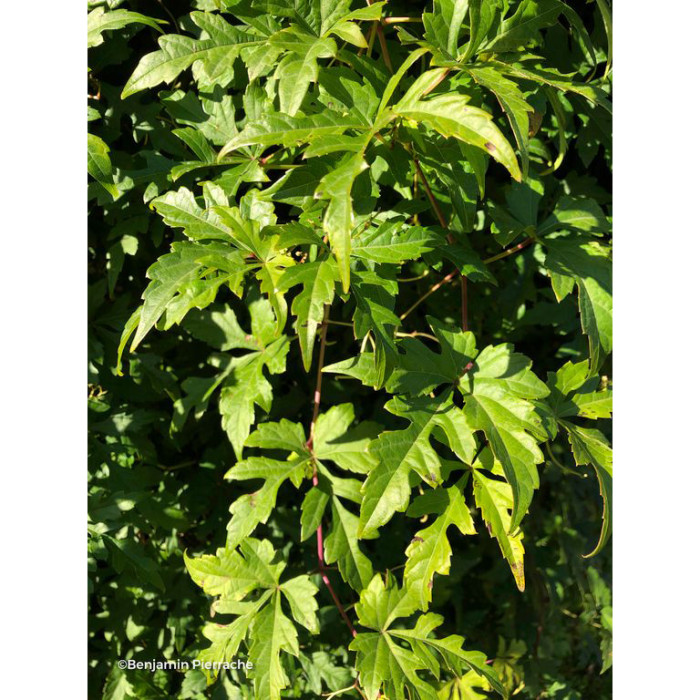 Ampelopsis aconitifolia