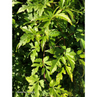 Ampelopsis aconitifolia