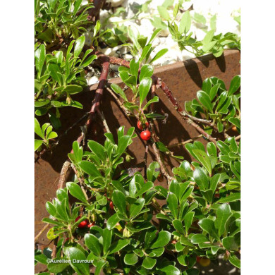 Arctostaphylos uva-ursi