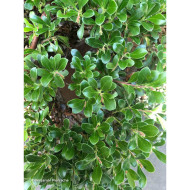 Arctostaphylos uva-ursi