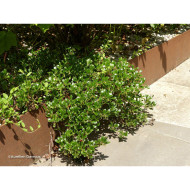 Arctostaphylos uva-ursi