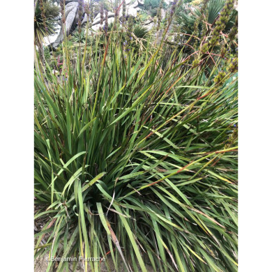 Aristea capitata