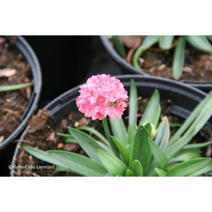 Armeria pseudarmeria 'Sweet Dreams' DREAMERIA SWEET DREAMS