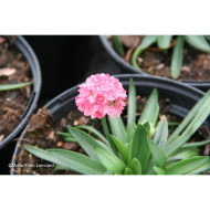 Armeria pseudarmeria 'Sweet Dreams' DREAMERIA SWEET DREAMS