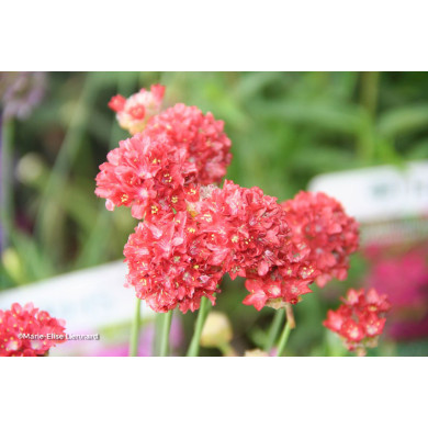 Armeria pseudarmeria 'Ballerina Red'