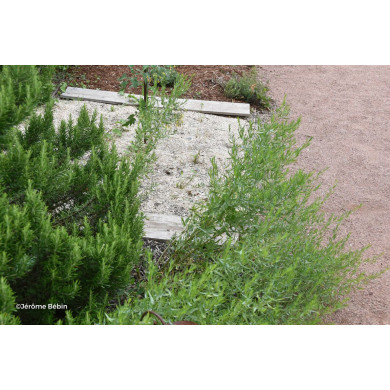 Artemisia dracunculus