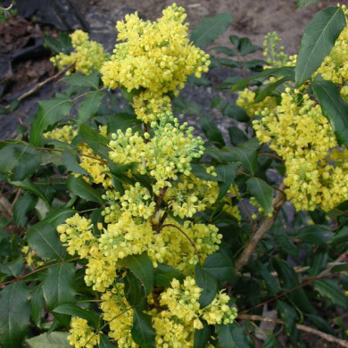 Mahonia aquifolium