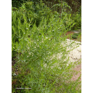 Artemisia dracunculus