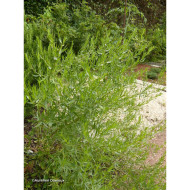 Artemisia dracunculus