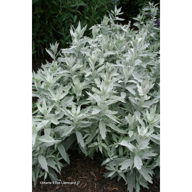 Artemisia ludoviciana Valerie Finnis