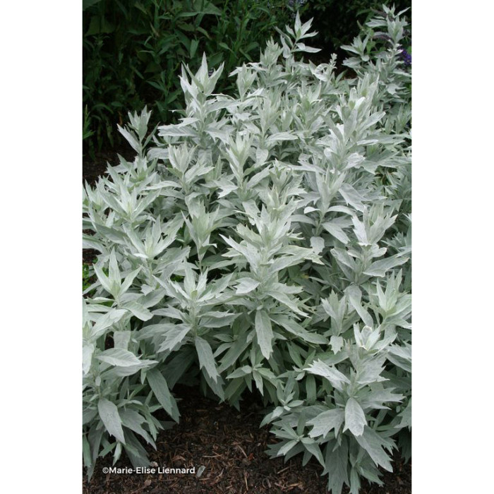 Artemisia ludoviciana Valerie Finnis