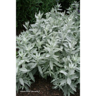 Artemisia ludoviciana Valerie Finnis