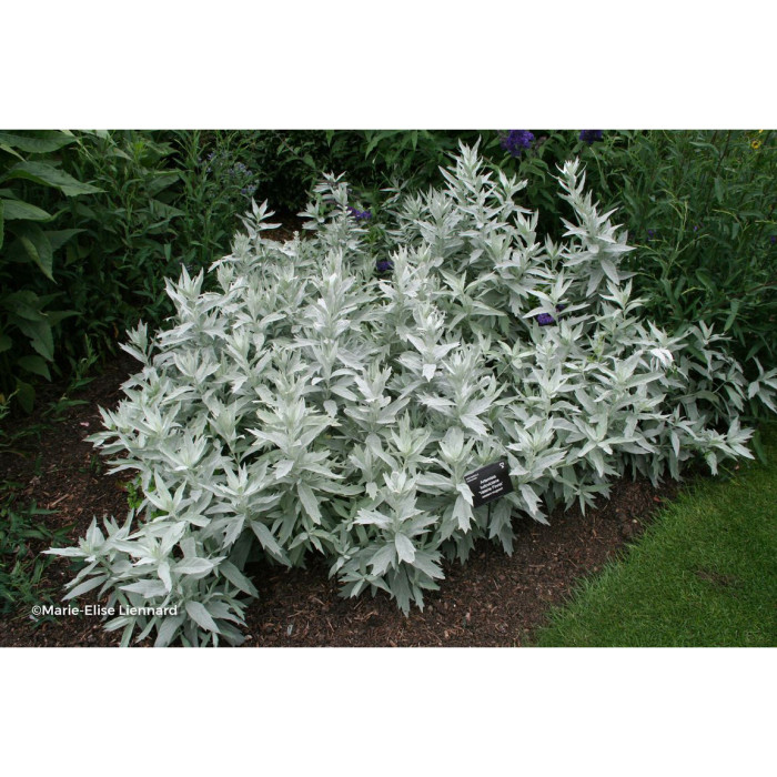 Artemisia ludoviciana Valerie Finnis