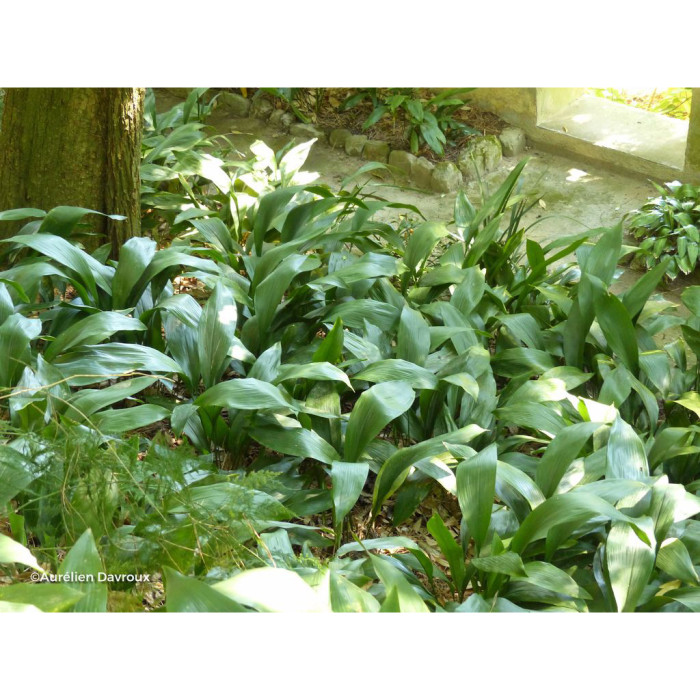 Aspidistra elatior